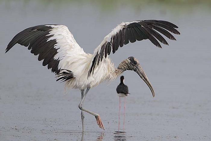 Ails of Long Legged Birds
