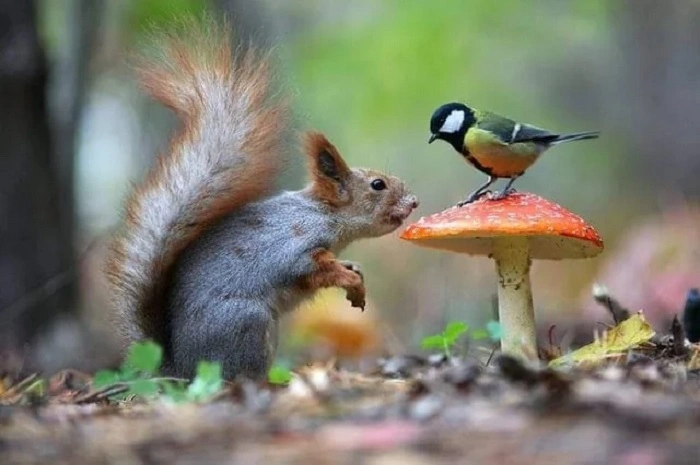 Do Squirrels Eat Adult Birds