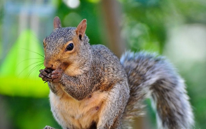 Do Squirrels Eat Birds—And What Can We Do Next Seasonss