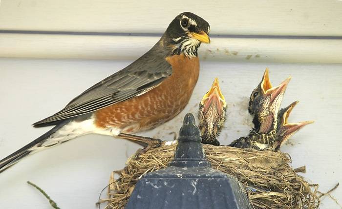 Exclusion Stop the Landing Deny the Nest
