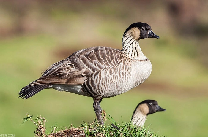 Meanings Behind the Names 3