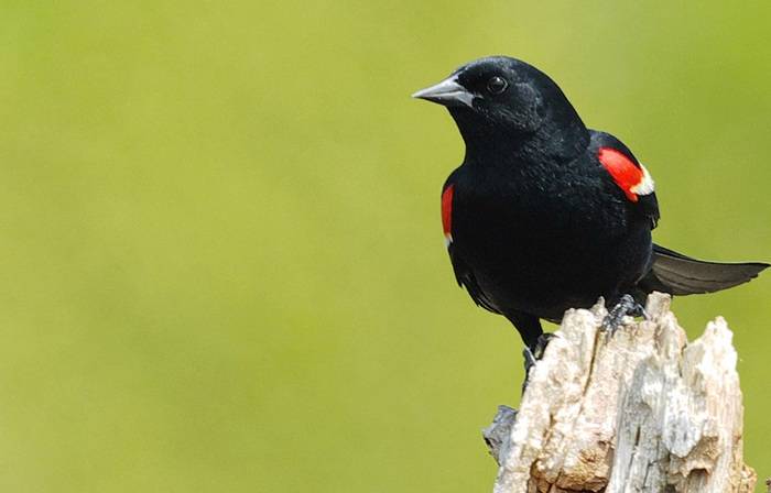 Meet Bomb What Makes the Black Bird Different