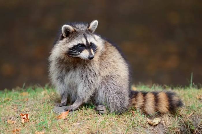 Meet the Omnivores The Flexible Majority