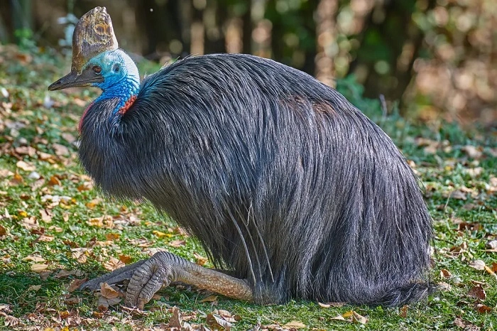 Other Unusual Birds That Deserve Attentiondf