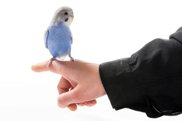 Pets Ethics A Quick Word for Bird Owners
