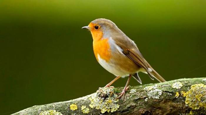 The Ball Bird in Folklore and Storytelling
