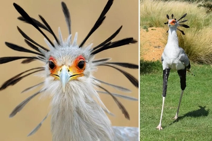 Why Do Some Birds Look So Strange