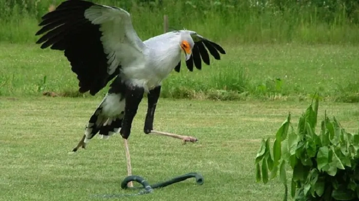 Why Ought Birds to Have Long Legs