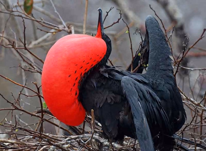 Why Some Birds Appear Unusual