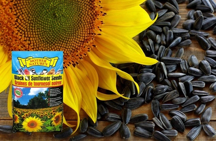 bird sunflower seeds 2