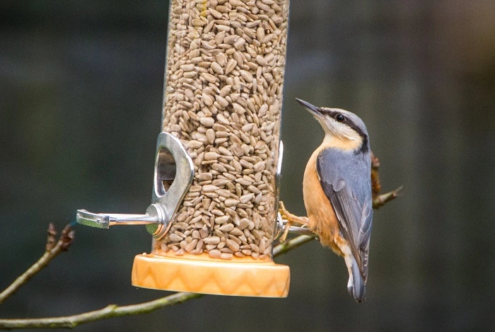 bird sunflower seeds 3