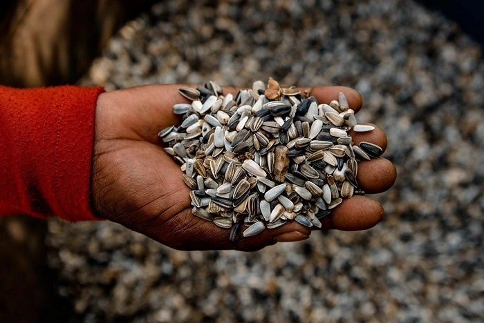 bird sunflower seeds 5