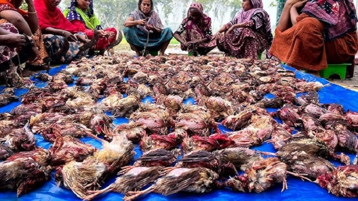 Birds Meat Market Guide: Fresh Poultry, Best Cuts, Prices & Safety Tips birds meat market