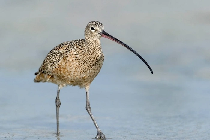 birds with long beaksssss