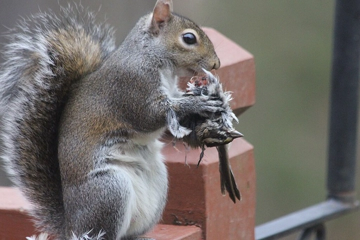 Do Squirrels Eat Birds? The Nest Raids, Eggs, and Backyard Drama Reality Check do squirrels eat birds