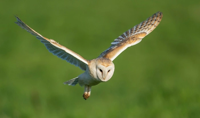 Barn Owl: Ghost of the Fields
