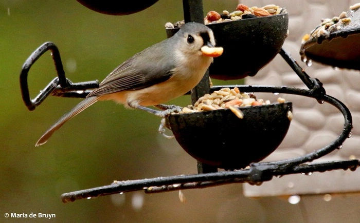 Which Birds Eat Walnuts?