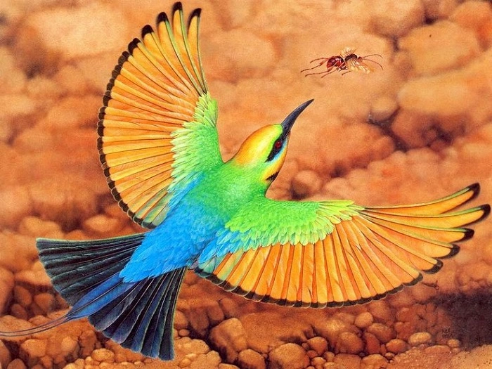 Bee-Eater: Rainbow on Wings