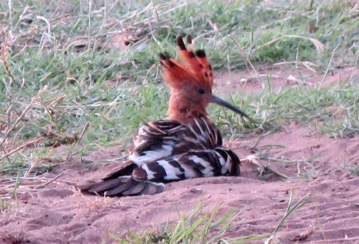 Active vs Passive Anting