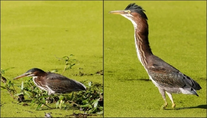 Anatomy of the Long-Necked Birds