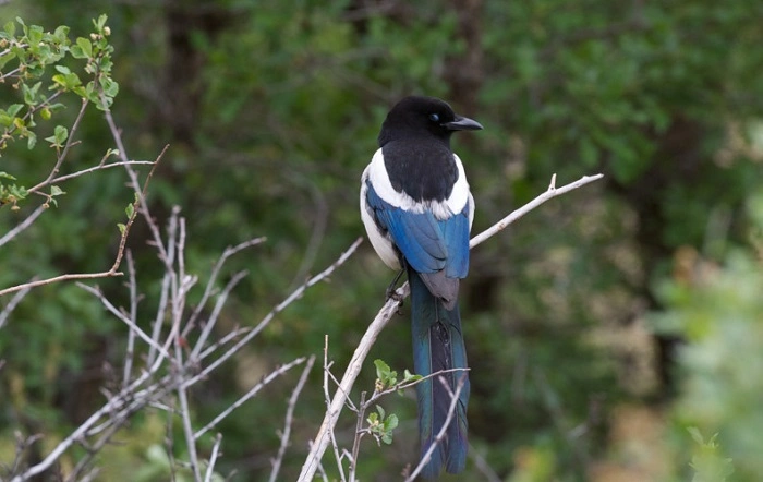Best Birding Locations in Colorado 1
