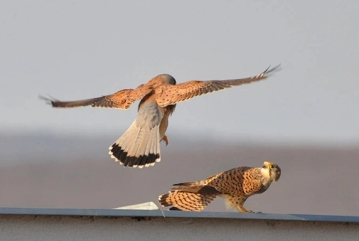 Bird Balls and Courtship 1