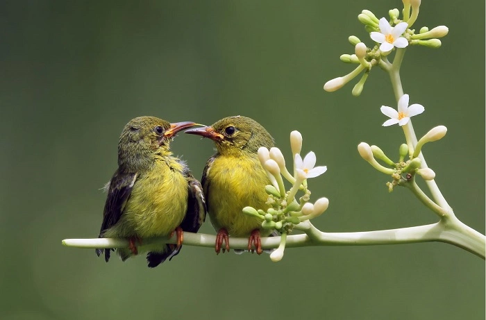 Bird watching Hints for P Birds 1