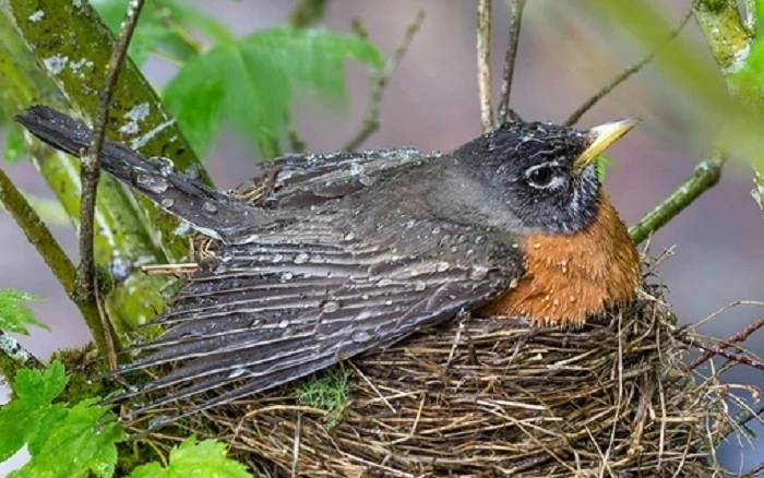 Birds and Eggshell Recycling
