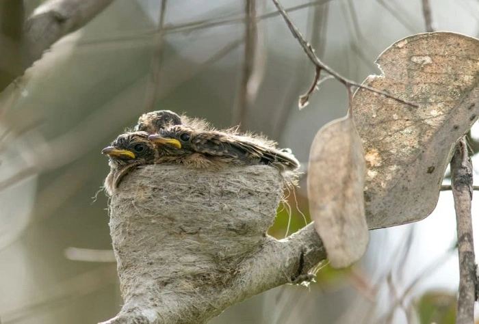 Birds in a Nest Around the World 1