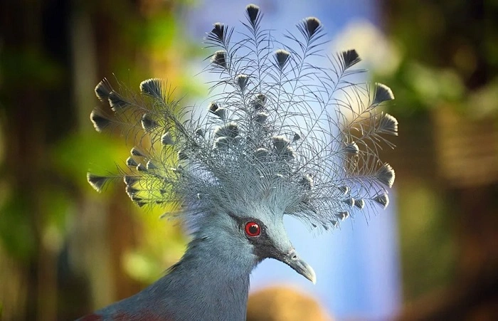 Celebrity Fluffy Bird Breeds