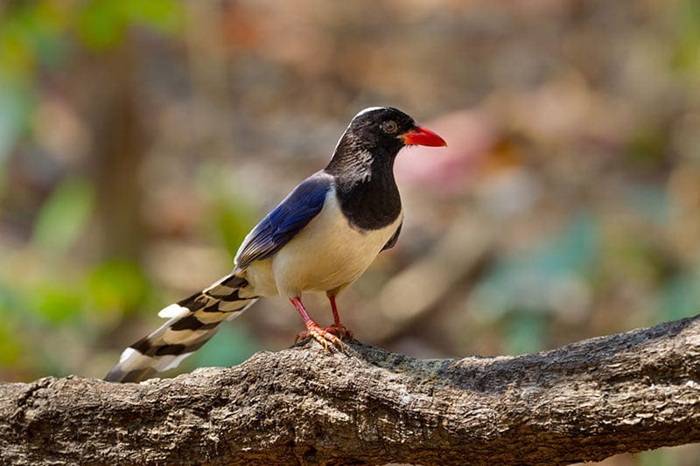 Chinese Birds of Significance