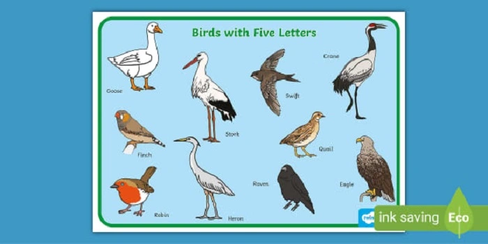 Common 5 Letter Birds