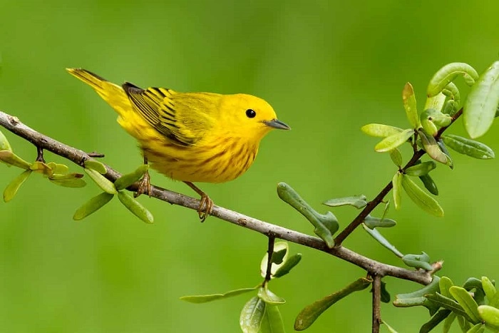 Common Little Yellow Birds