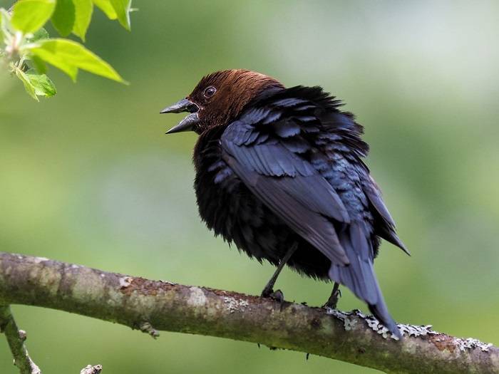 Cowbirds Sneaky Neighborse