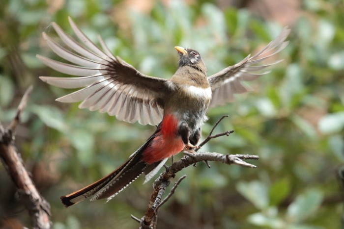 Cultural Role of Birds in Arizona