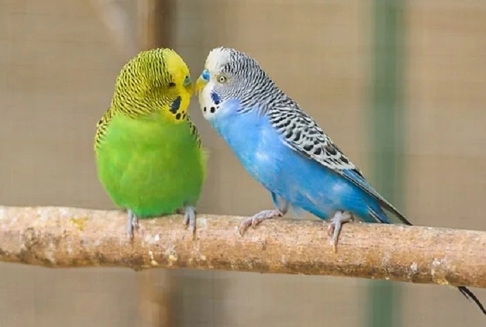 Cultural and Mythical Birds starting with the letter P 1