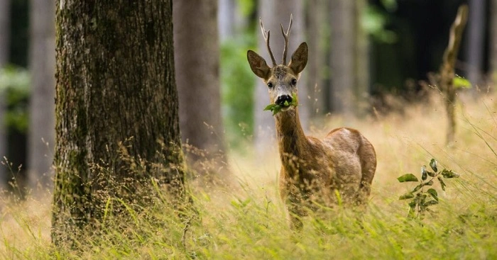 Deer Diet Flexibility Compared to Other Herbivores