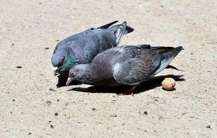 Do All Birds Eat Rocks 1