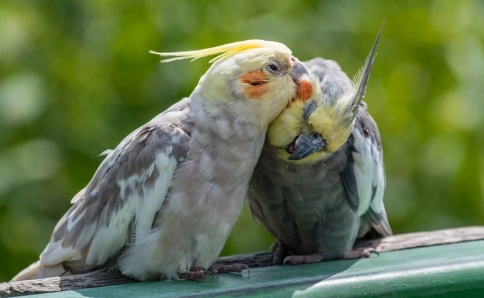 Do Birds Ever Get Testicular Problems 1
