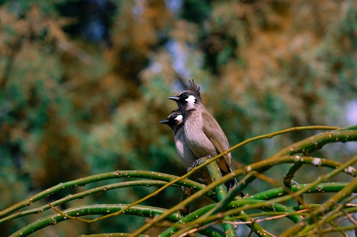 Do Birds Really Have Balls 1