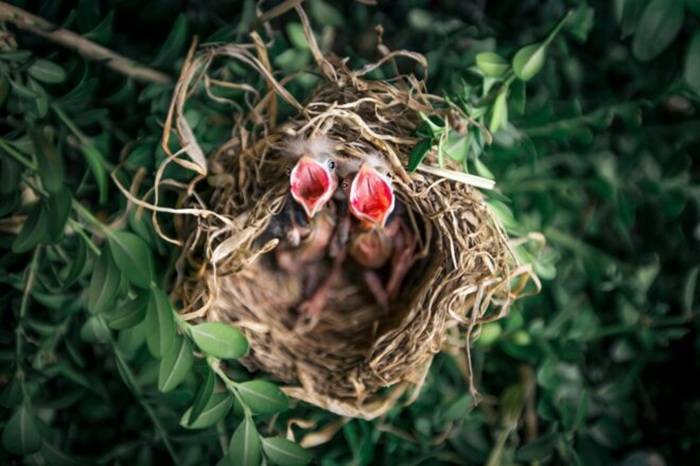 Do Birds Reuse Nests During the Same Season