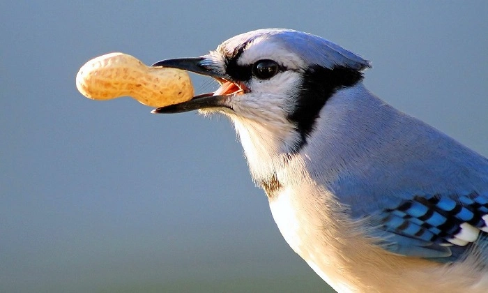 Do Blue Jays Really Eat Eggs?