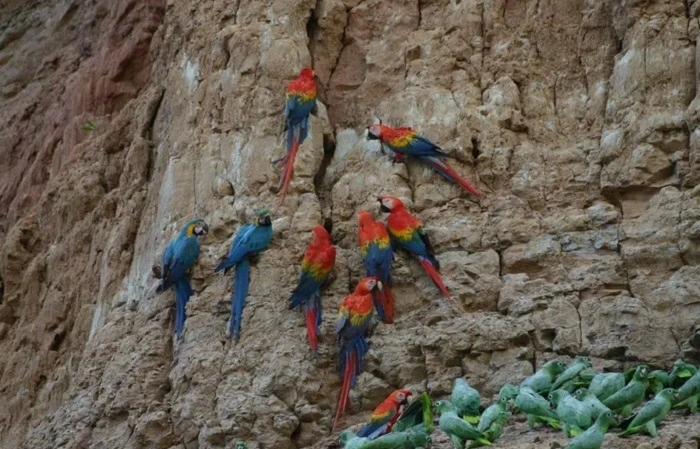 Do Pet Birds Need Rocks 1