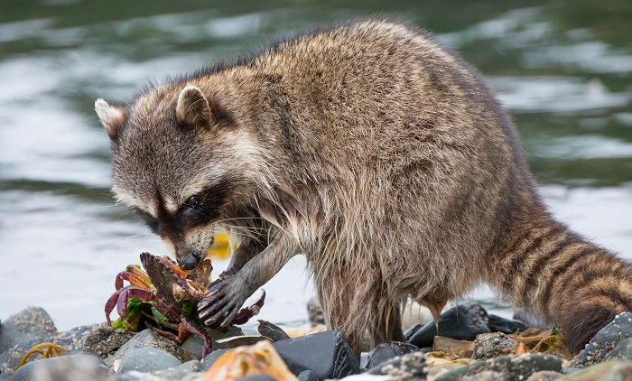 Do Raccoons Compete with Other Predators