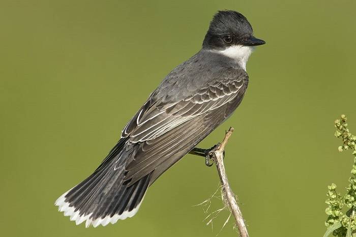 Eastern Kingbird