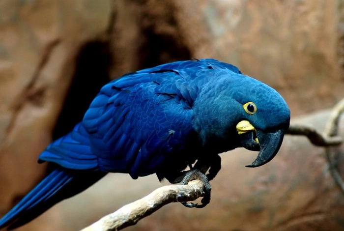 Endangered Birds That Start with A 1