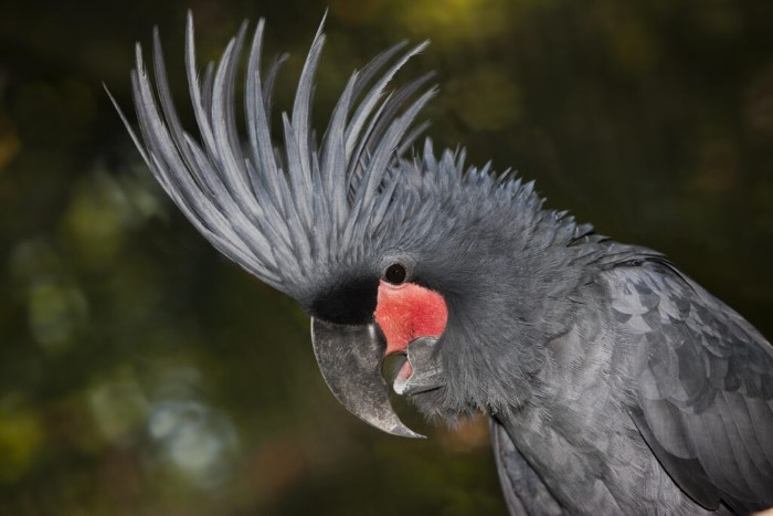Favorite Birds With Mohawks