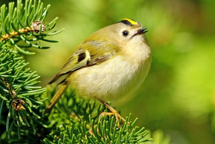 Goldcrests and Firecrests: European Kinglets
