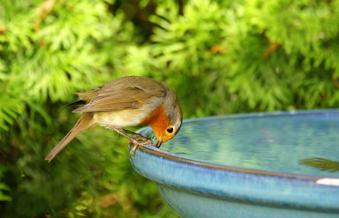 How Do Birds Drink Water
