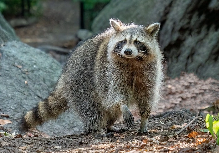 How Raccoons Catch Birds